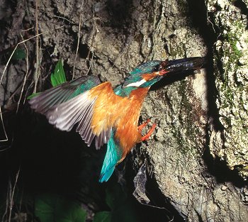 A. atthis (© Roberto Mazzagatti)