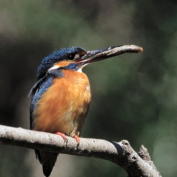 A. atthis (© Roberto Mazzagatti)