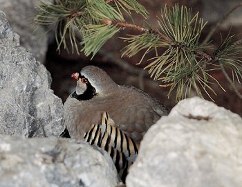 A. graeca (© (autore da inserire))