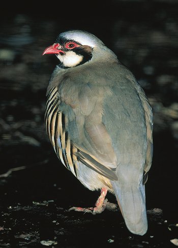A. graeca (© (autore da inserire))
