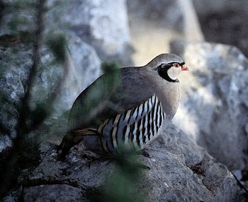 A. graeca (© Fernando di Fabrizio)