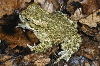 B. viridis (© Paolo Mazzei)