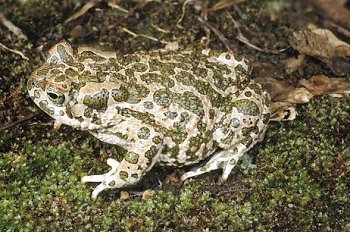 B. viridis (© Paolo Mazzei)
