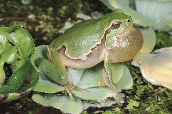 H. intermedia (© Paolo Mazzei)