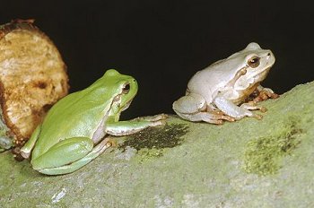 H. intermedia (© Paolo Mazzei)