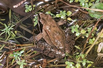 R. dalmatina (© Ilaria Pimpinelli)