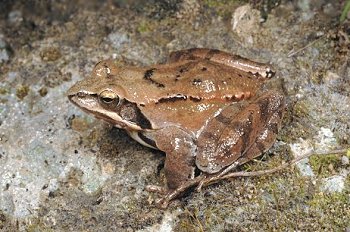 R. dalmatina (© Paolo Mazzei)