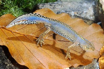 T. alpestris (© Paolo Mazzei)