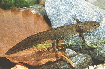 T. alpestris (© Paolo Mazzei)