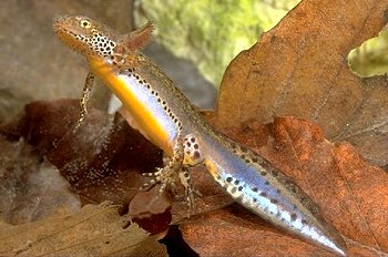 T. alpestris (© Paolo Mazzei)