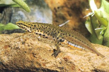 T. vulgaris (&copy; Paolo Mazzei)