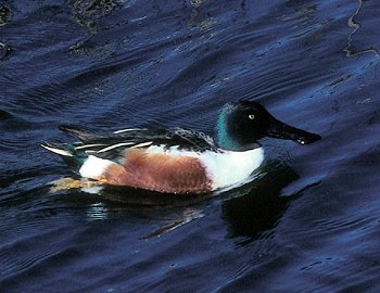 A. clypeata (© Fernando di Fabrizio)