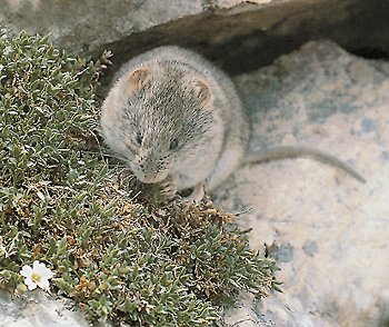 C. nivalis (© Fernando di Fabrizio)