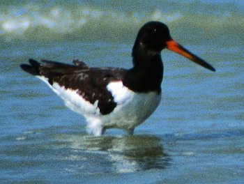 H. ostralegus (© Pasquale Santone)