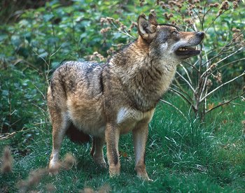 C. lupus (© Stefano Rosini)