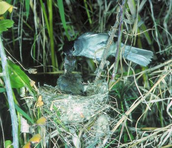 S. atricapilla (© Fernando di Fabrizio)