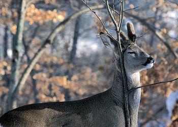 C. capreolus (© (autore da inserire))