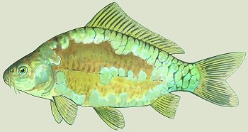 C. carpio (© Paolo Mazzei)