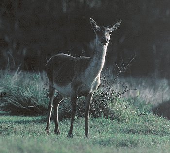 C. elaphus (© (autore da inserire))