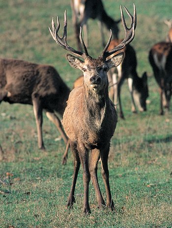 C. elaphus (© (autore da inserire))