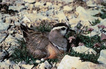 C. morinellus (© (autore da inserire))