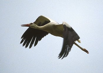 C. ciconia (© (autore da inserire))