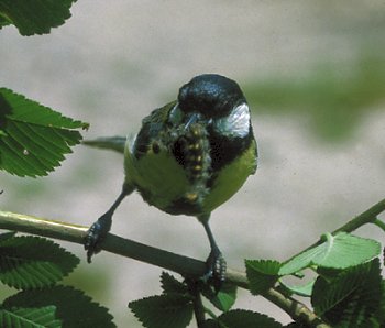 P. major (© Fernando di Fabrizio)