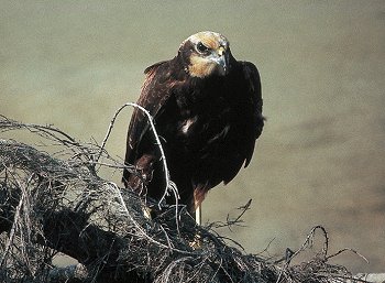 C. aeruginosus (© Fernando di Fabrizio)