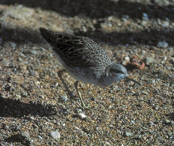 P. pugnax (© Fernando di Fabrizio)