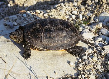 E. orbicularis (© Mario Pellegrini)