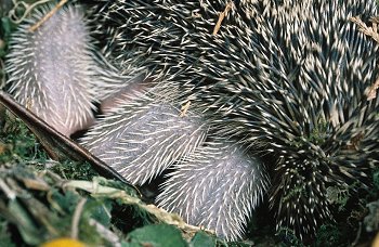 E. europaeus (© (autore da inserire))
