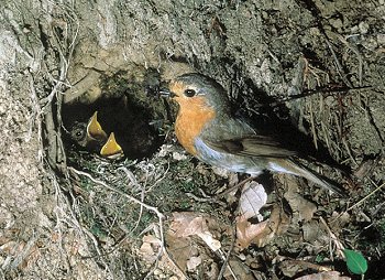 E. rubecula (© (autore da inserire))