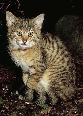 F. silvestris (© (autore da inserire))
