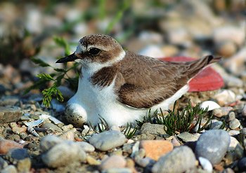 C. alexandrinus (© Glauco Vicario)