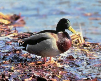 A. platyrhynchos (© Fernando di Fabrizio)