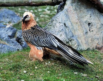 G. barbatus (© Fernando di Fabrizio)