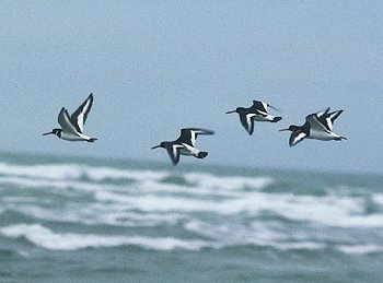 H. ostralegus (© (autore da inserire))
