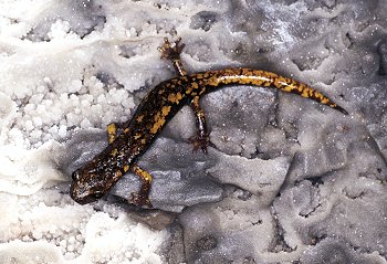 H. italicus (© (autore da inserire))