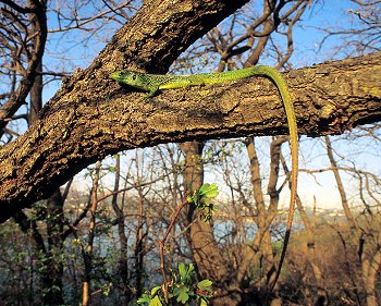 L. viridis (© (autore da inserire))