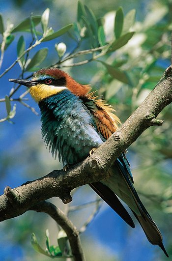 M. apiaster (© (autore da inserire))