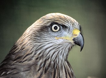 M. migrans (© (autore da inserire))