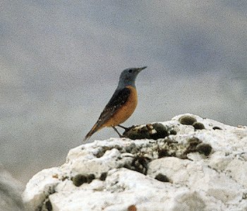 M. saxatilis (© (autore da inserire))