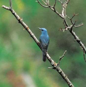M. solitarius (© (autore da inserire))
