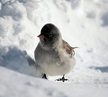 M. nivalis (© (autore da inserire))
