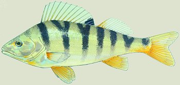 P. fluviatilis (© (autore da inserire))