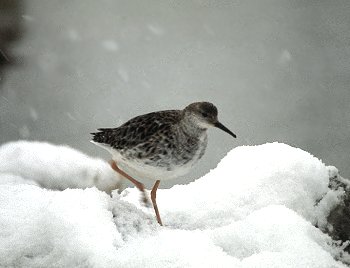 P. pugnax (© (autore da inserire))