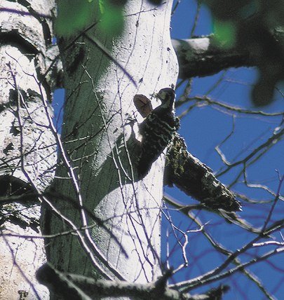 P. leucotos (© (autore da inserire))