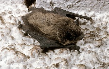 P. kuhli (© V. Ferri)