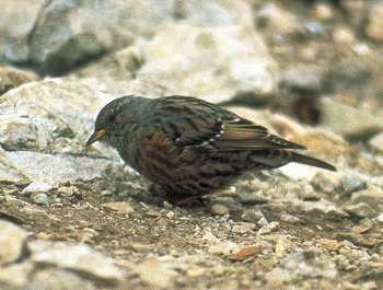 P. collaris (© (autore da inserire))