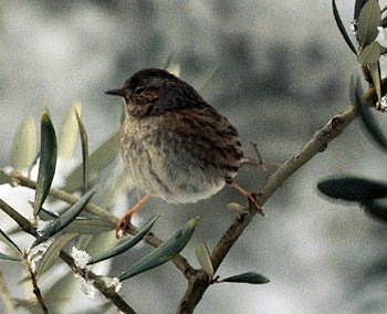 P. modularis (© (autore da inserire))